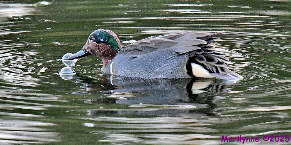 DSC_4241_001.JPG