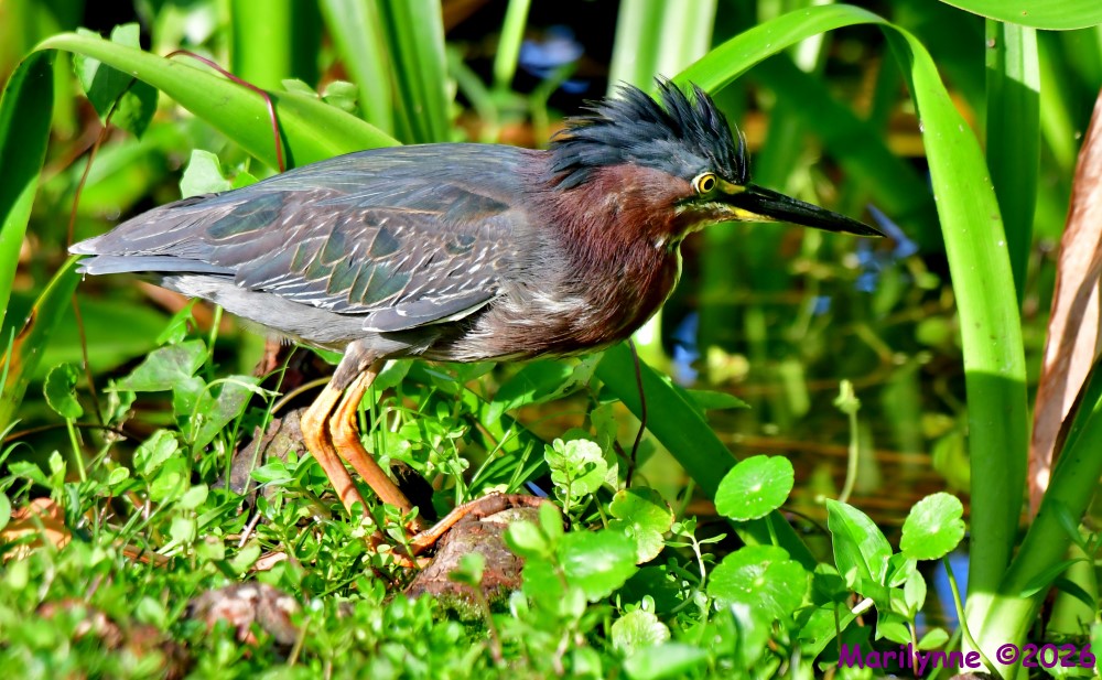 DSC_4242_001.JPG