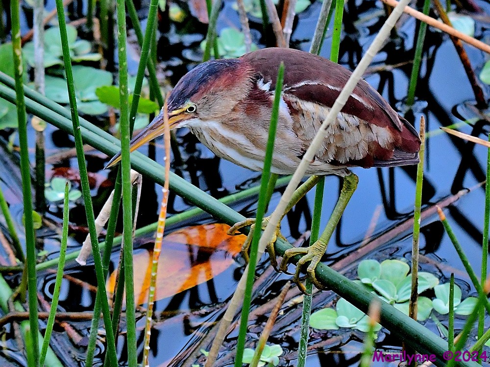 DSC_4243_001.JPG