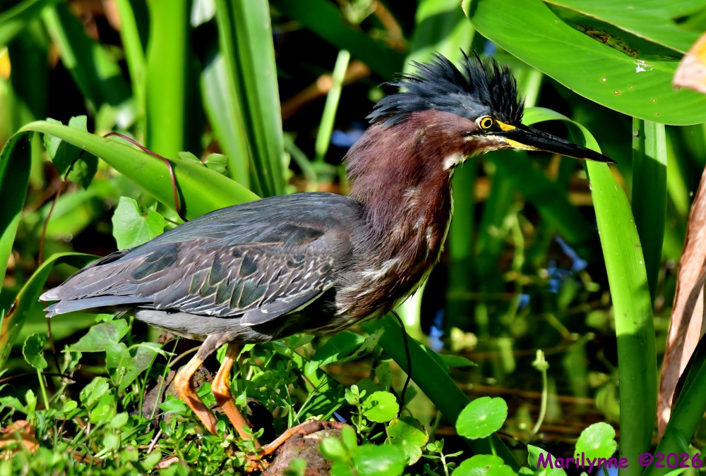 DSC_4243_001.JPG