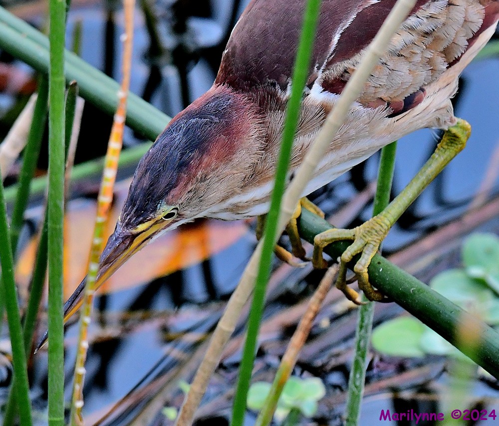 DSC_4244_001.JPG