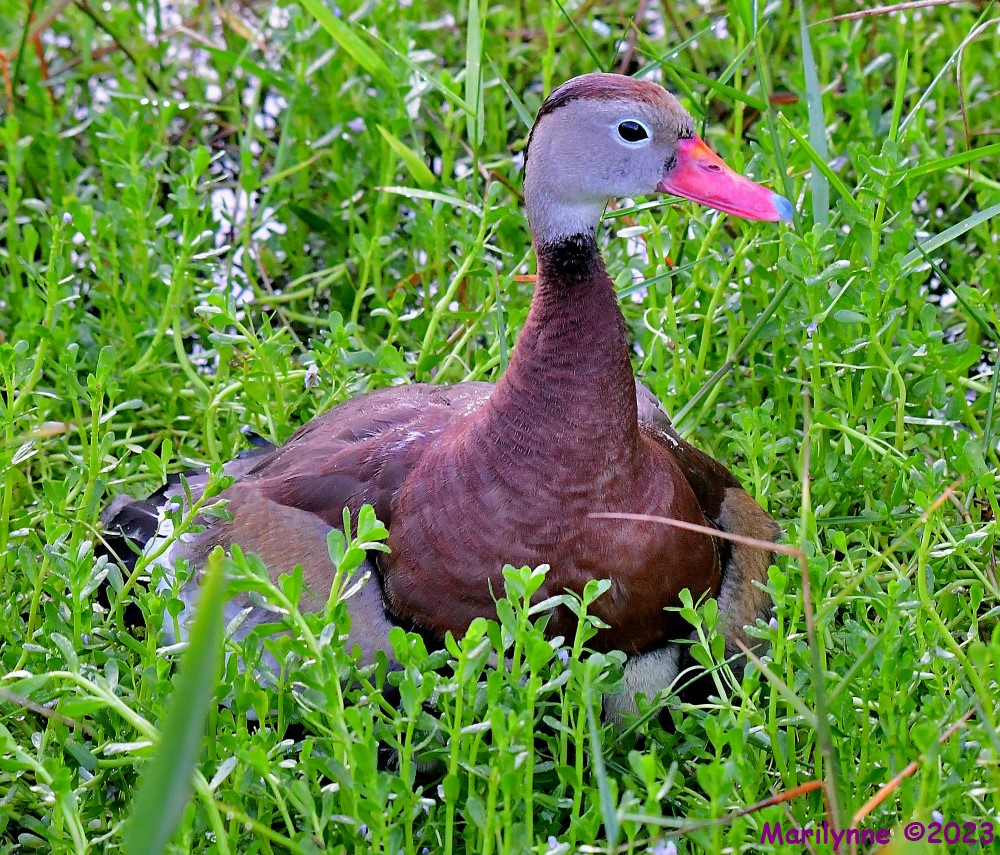 DSC_4246_001.JPG
