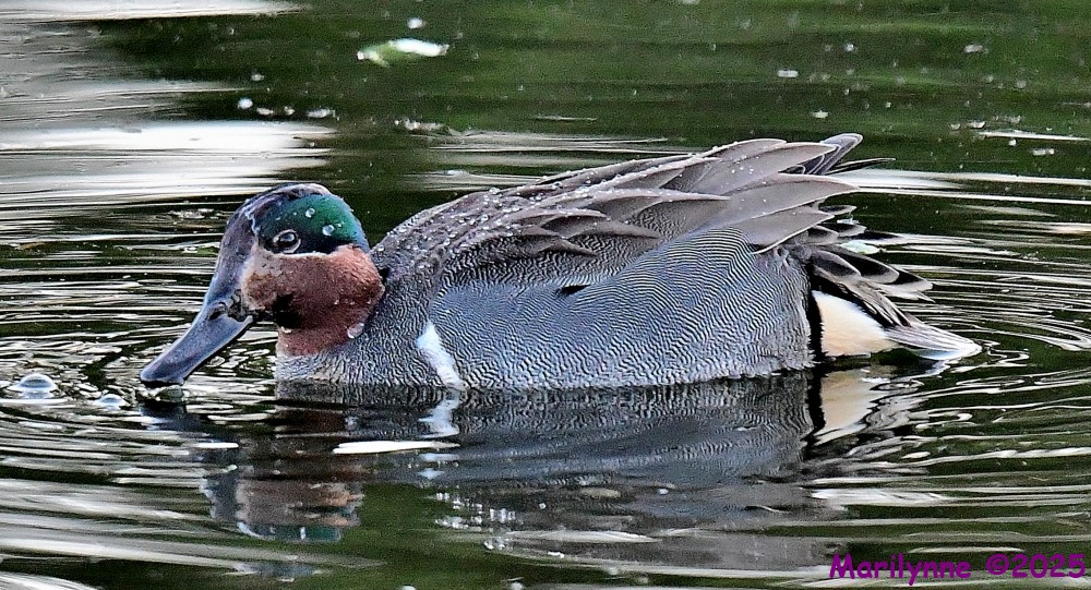 DSC_4246_001.JPG