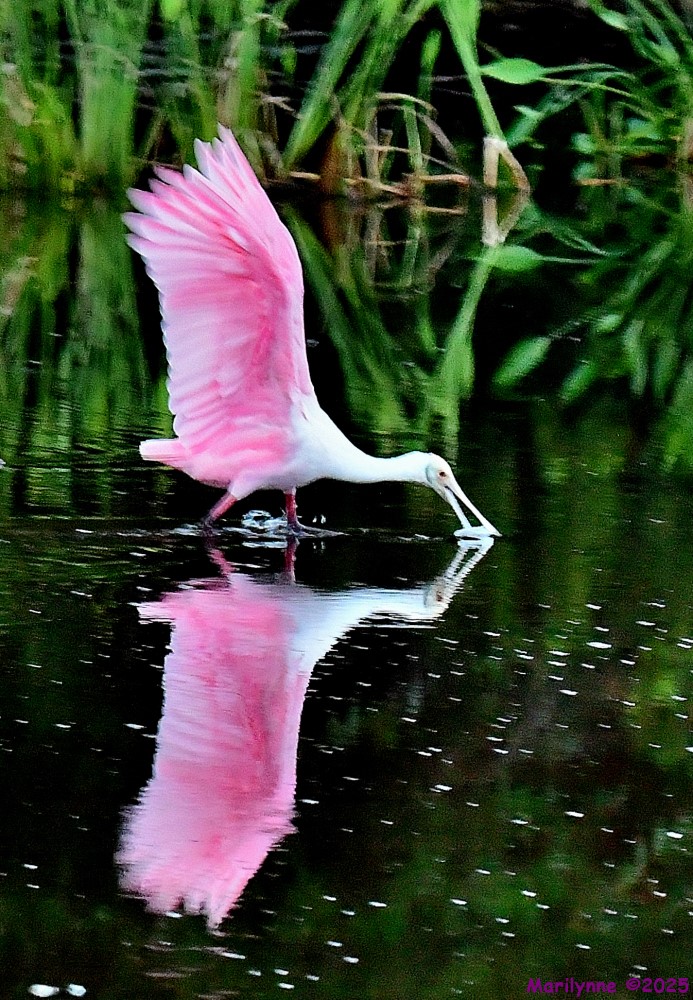 DSC_4247_001.JPG