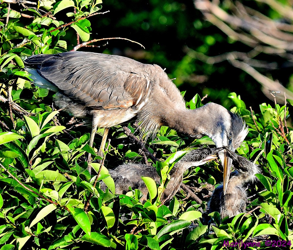DSC_4249_001.JPG