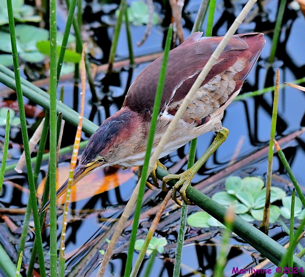 DSC_4249_001.JPG