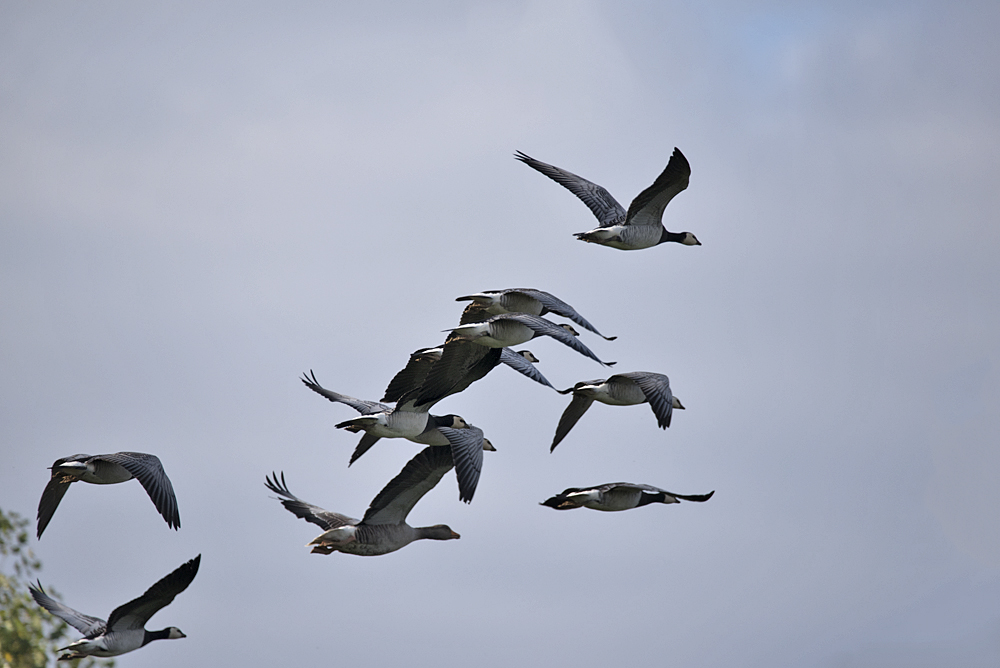 DSC_4250.jpg