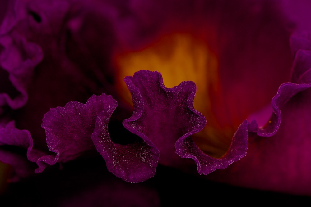DSC_4250.jpg
