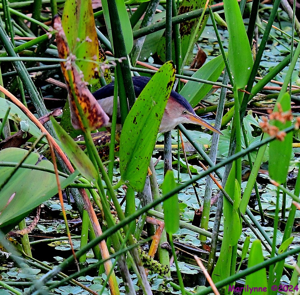 DSC_4250_001.JPG