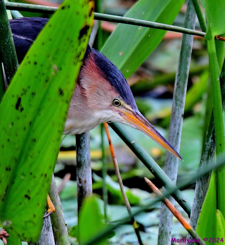 DSC_4252_001.JPG