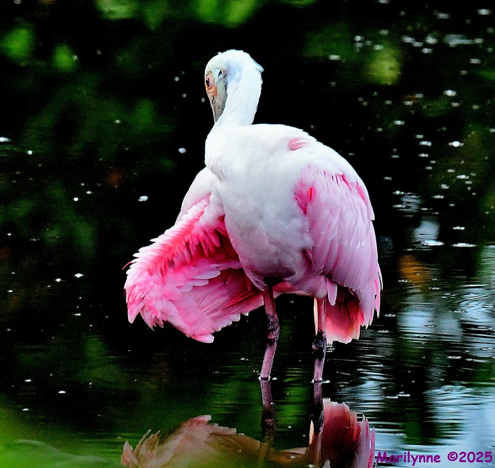 DSC_4253_001.JPG