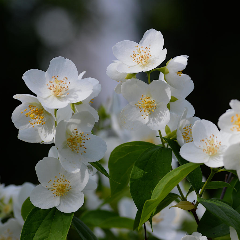 DSC_4254 - copie.jpg
