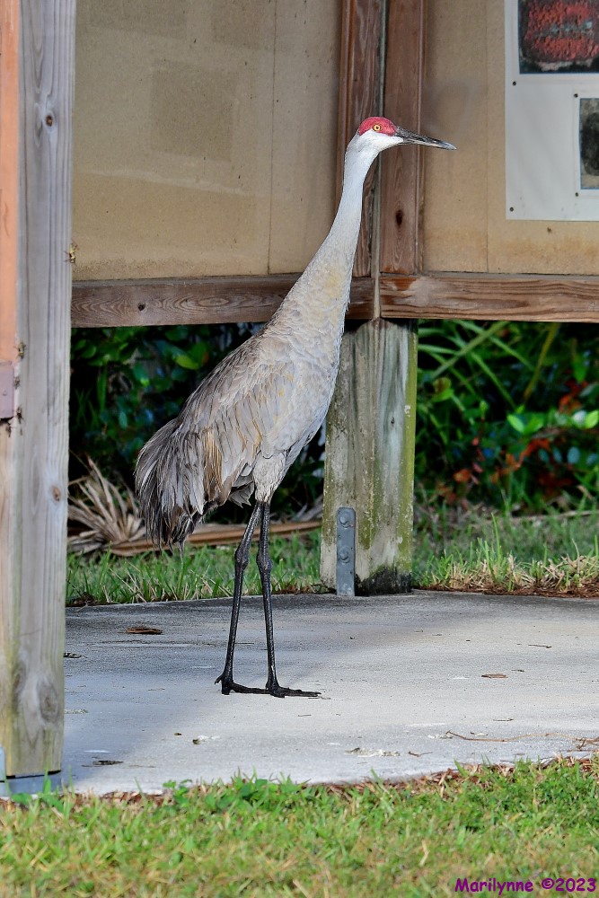 DSC_4254_001.JPG