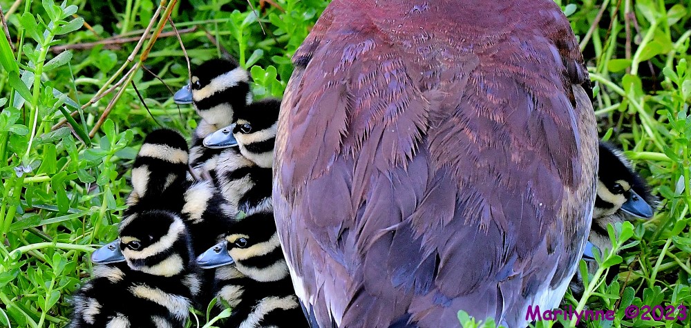 DSC_4255_001.JPG