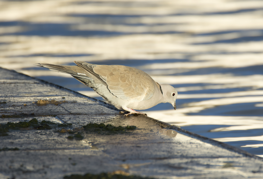 DSC_4256.jpg
