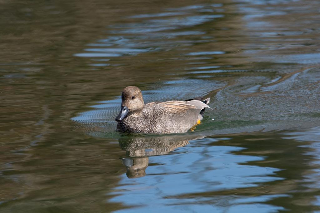 DSC_4256.jpg
