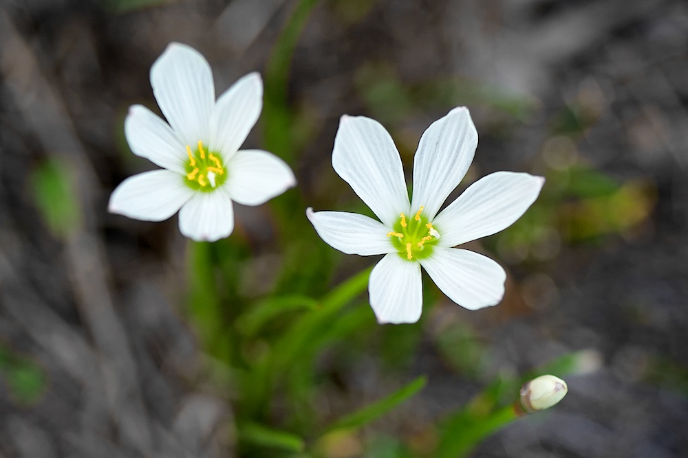 DSC_4256.jpg