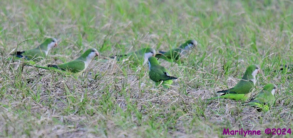 DSC_4256_001.JPG