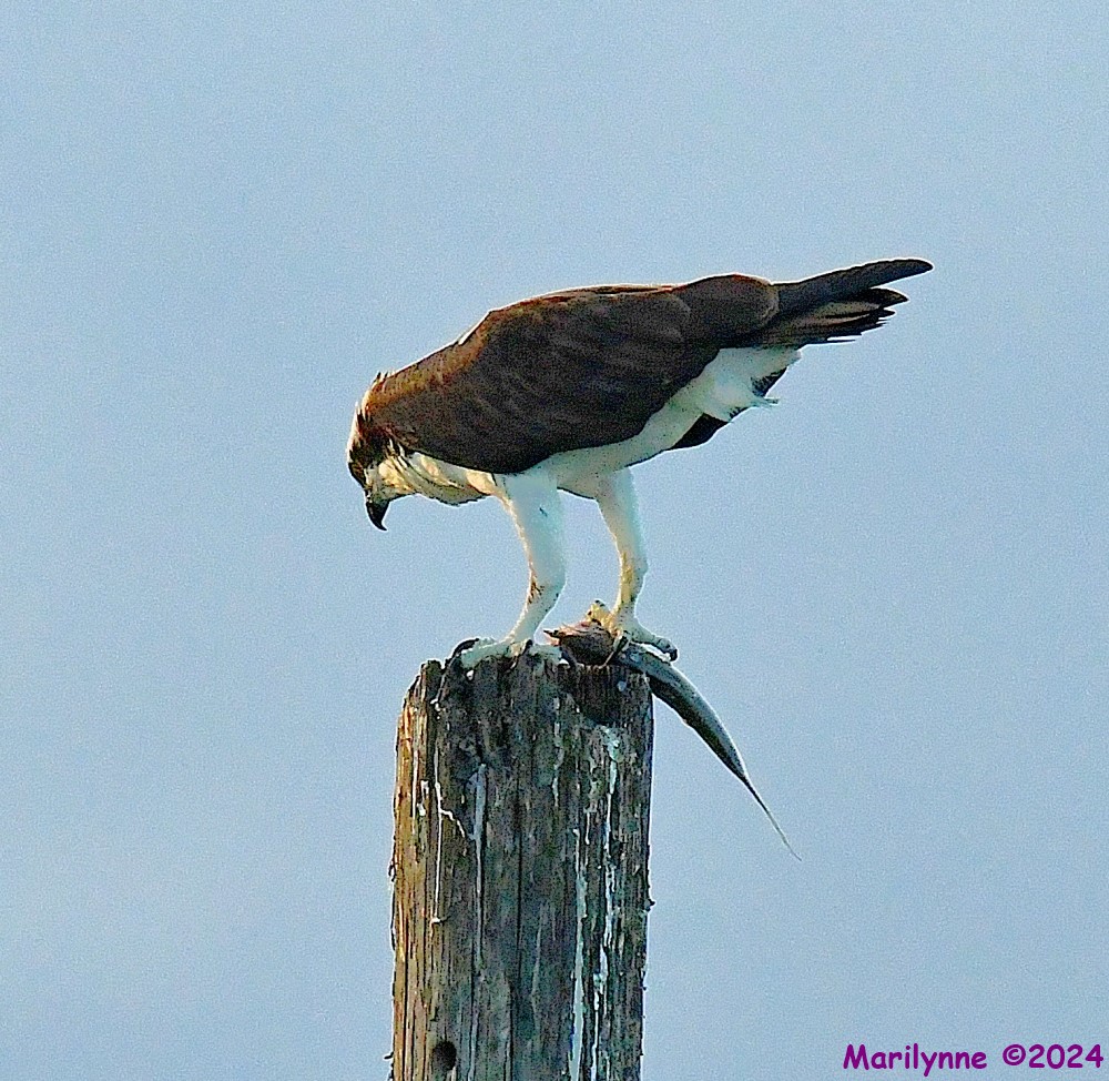 DSC_4257_001.JPG