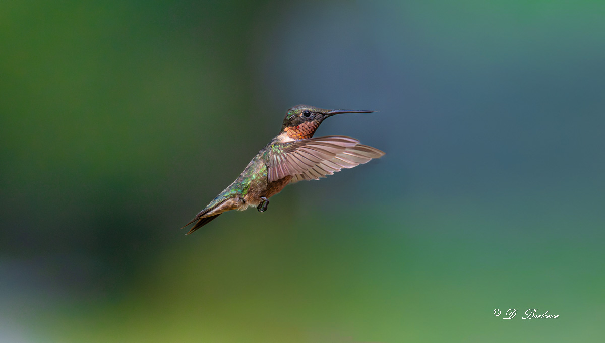 DSC_4258-2.jpg