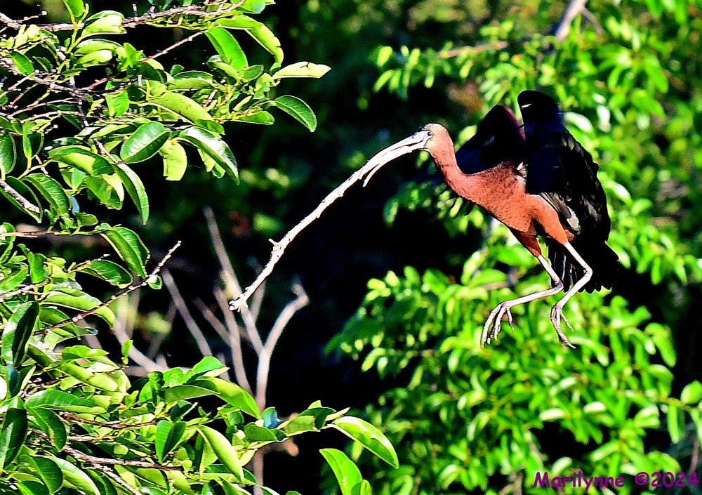 DSC_4258_001.JPG