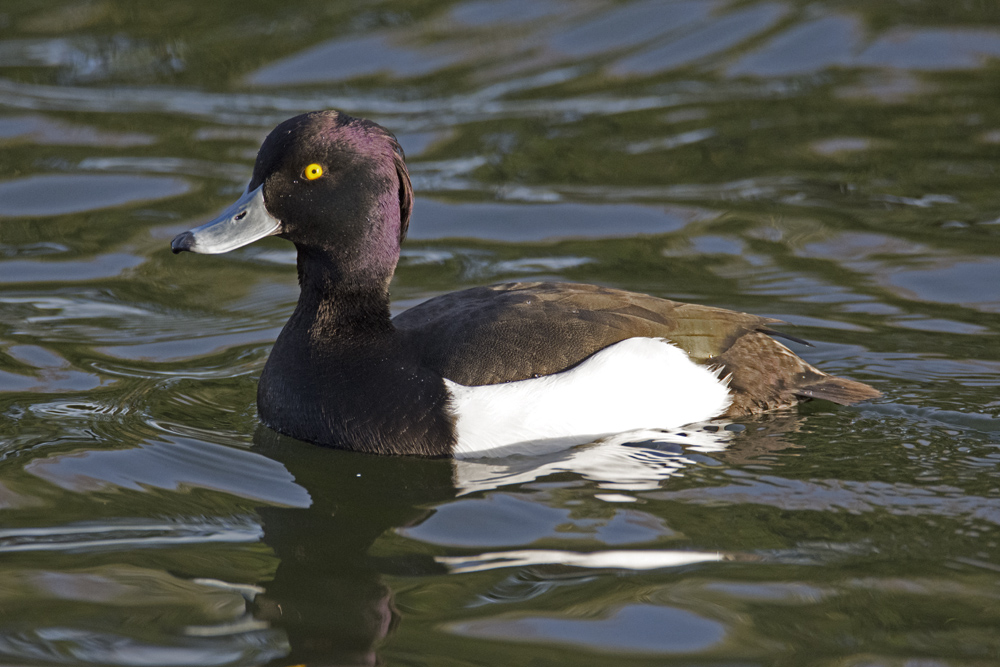 DSC_4260.jpg