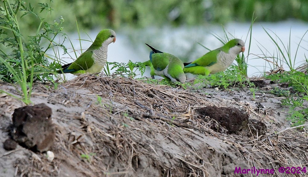 DSC_4264_001.JPG