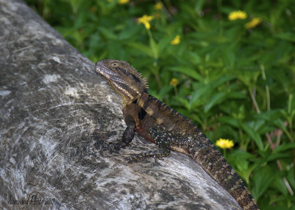 DSC_4265.jpg