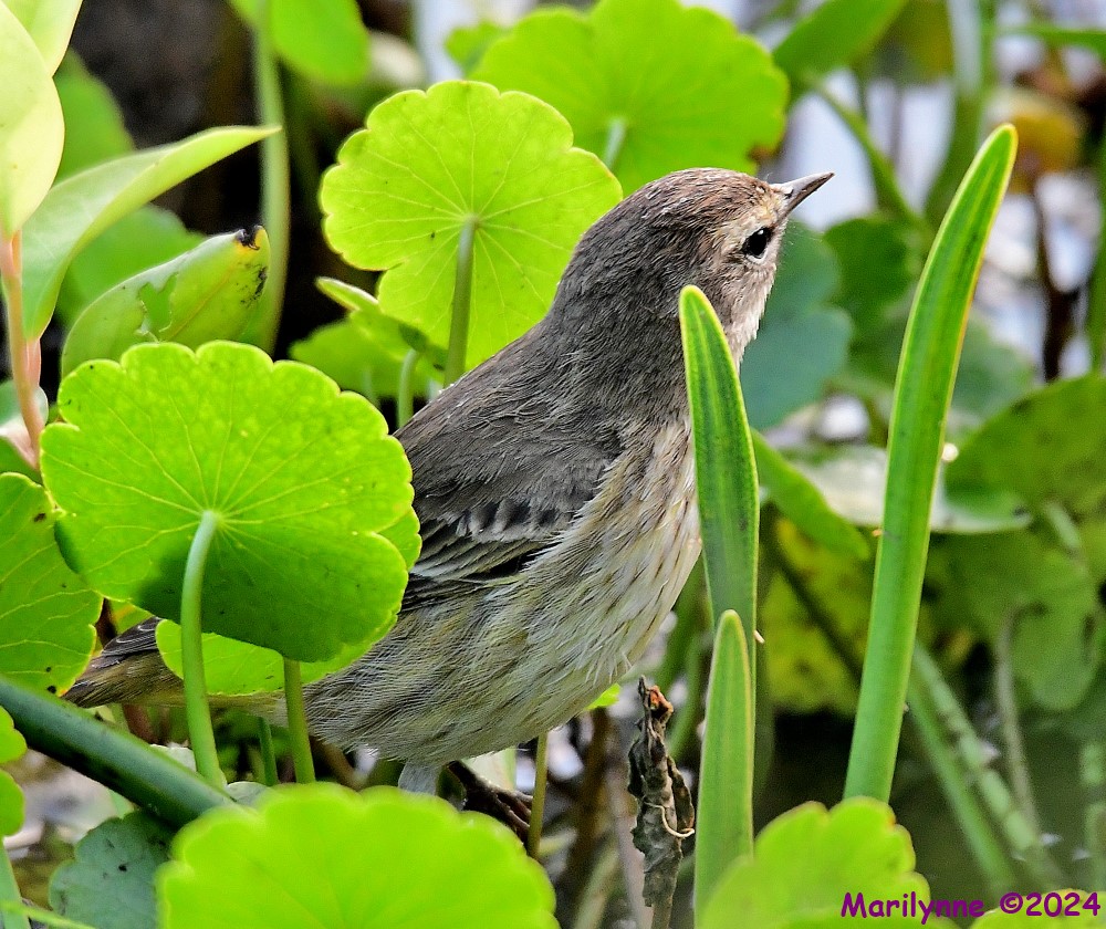 DSC_4265_001.JPG