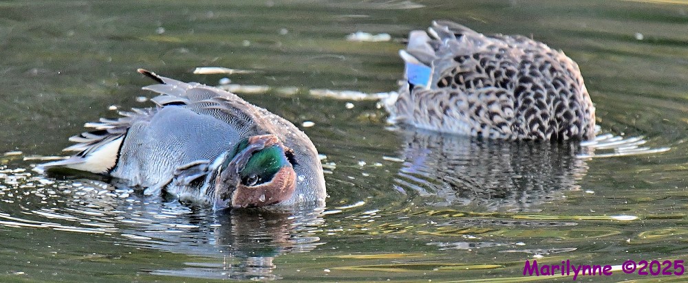 DSC_4265_001.JPG