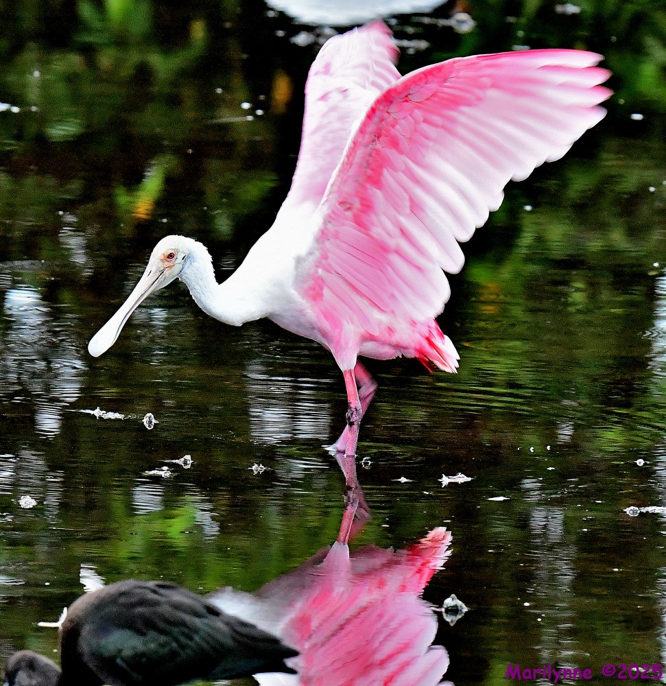 DSC_4265_001.JPG
