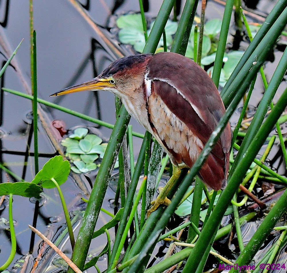 DSC_4266_001.JPG