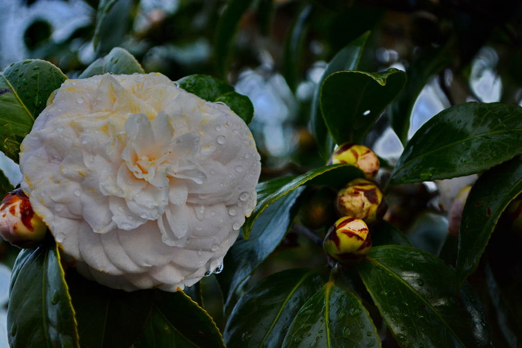 DSC_4267.jpg