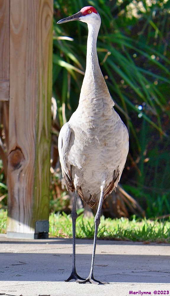 DSC_4267_001.JPG