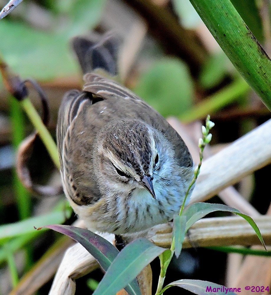 DSC_4267_001.JPG