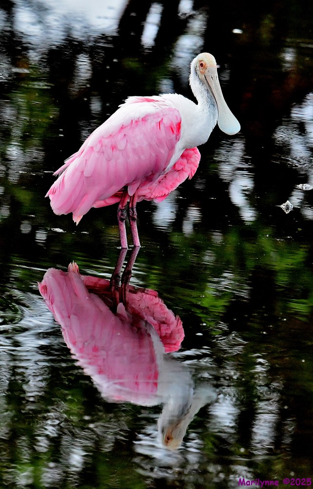 DSC_4267_001.JPG