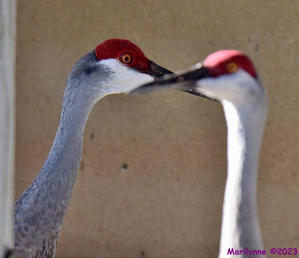 DSC_4268_001.JPG