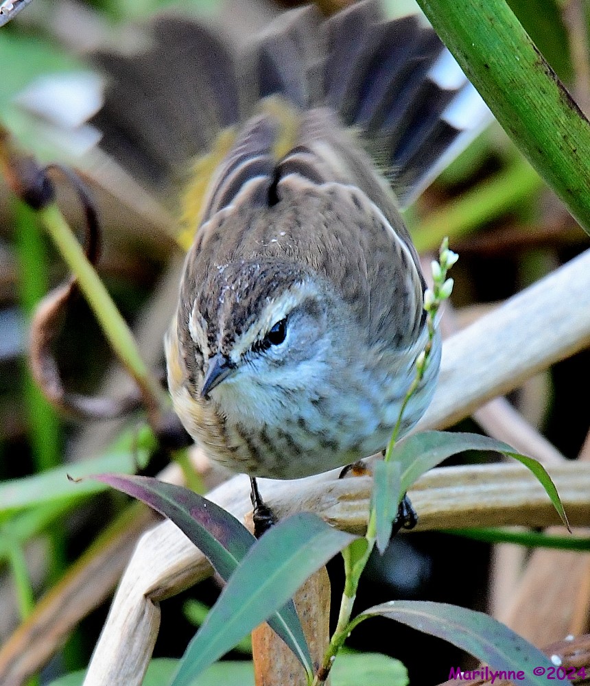 DSC_4268_001.JPG