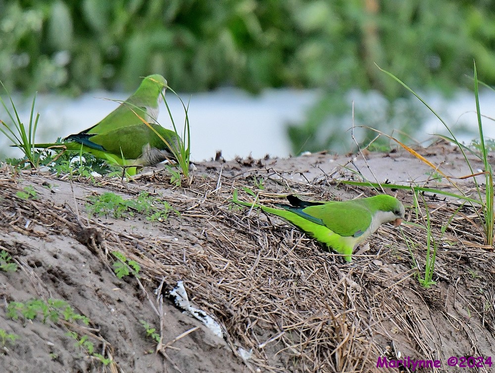 DSC_4269_001.JPG