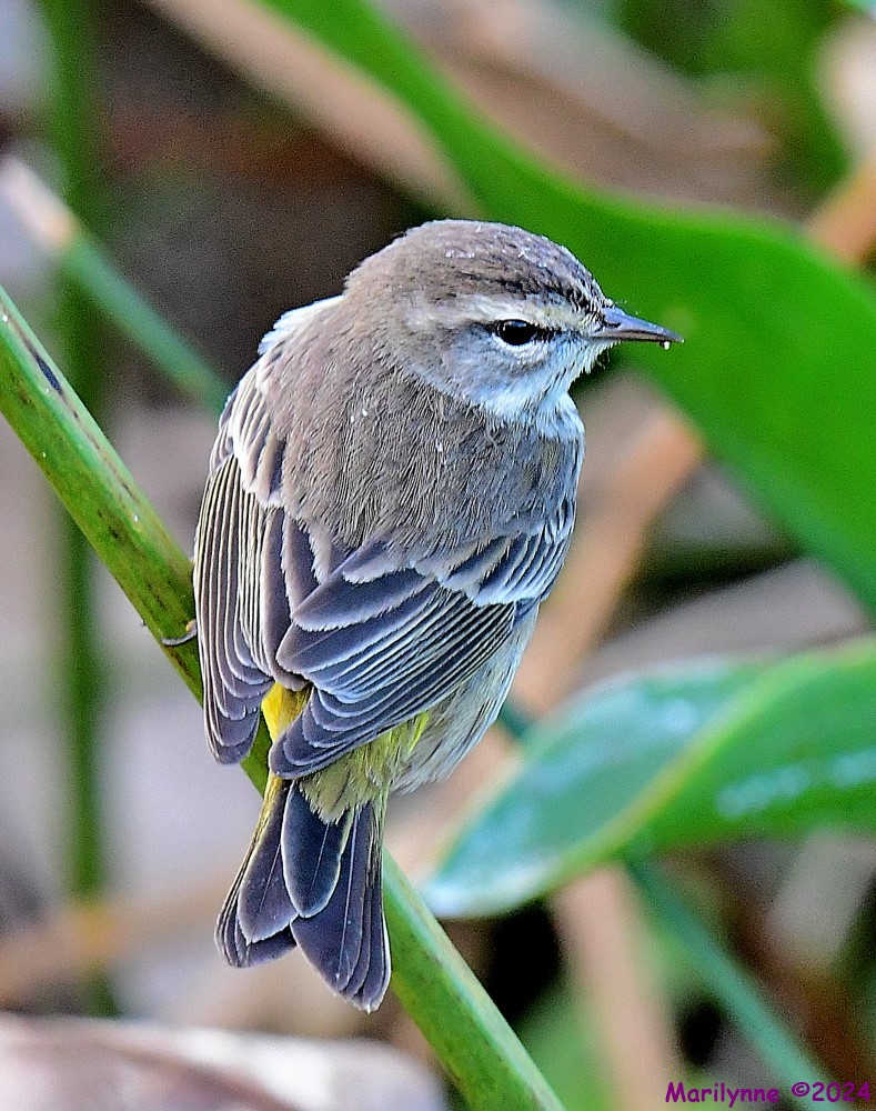 DSC_4270_001.JPG