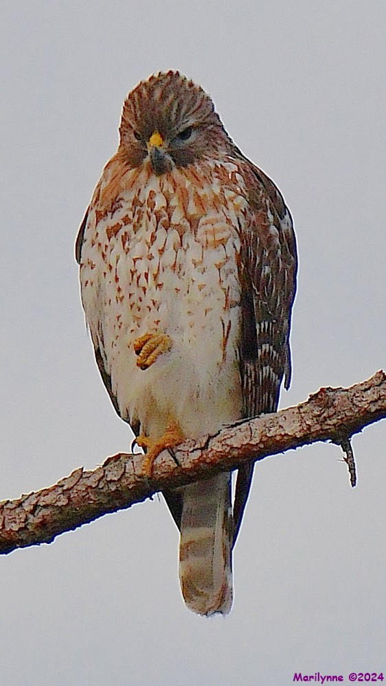DSC_4271_001.JPG