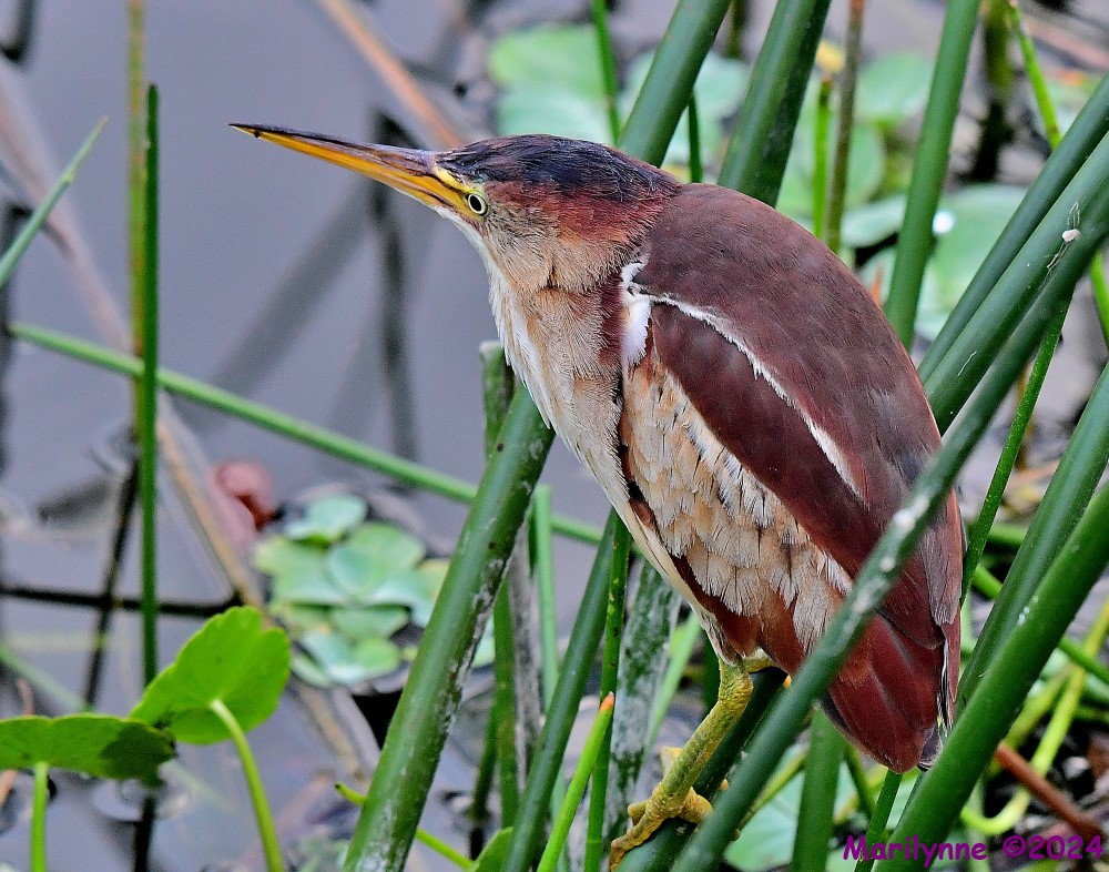 DSC_4271_001.JPG