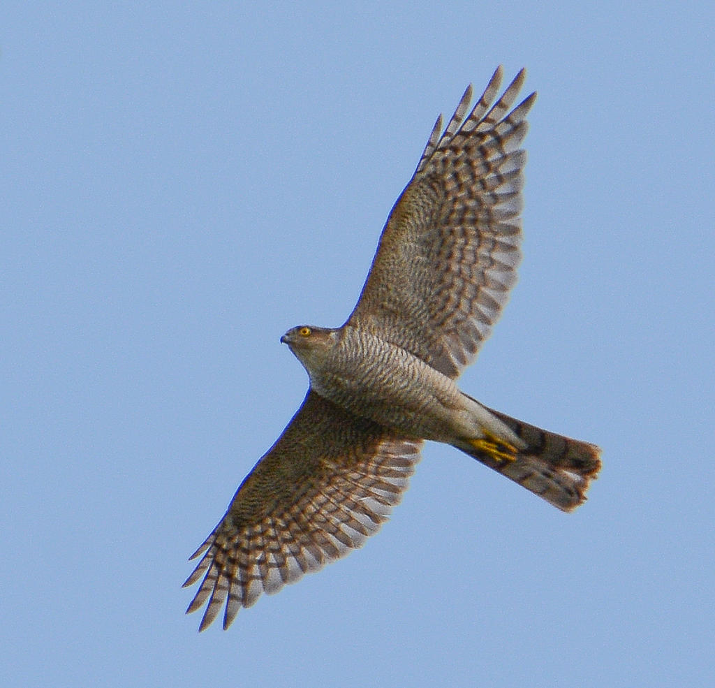 DSC_4272-2.jpg