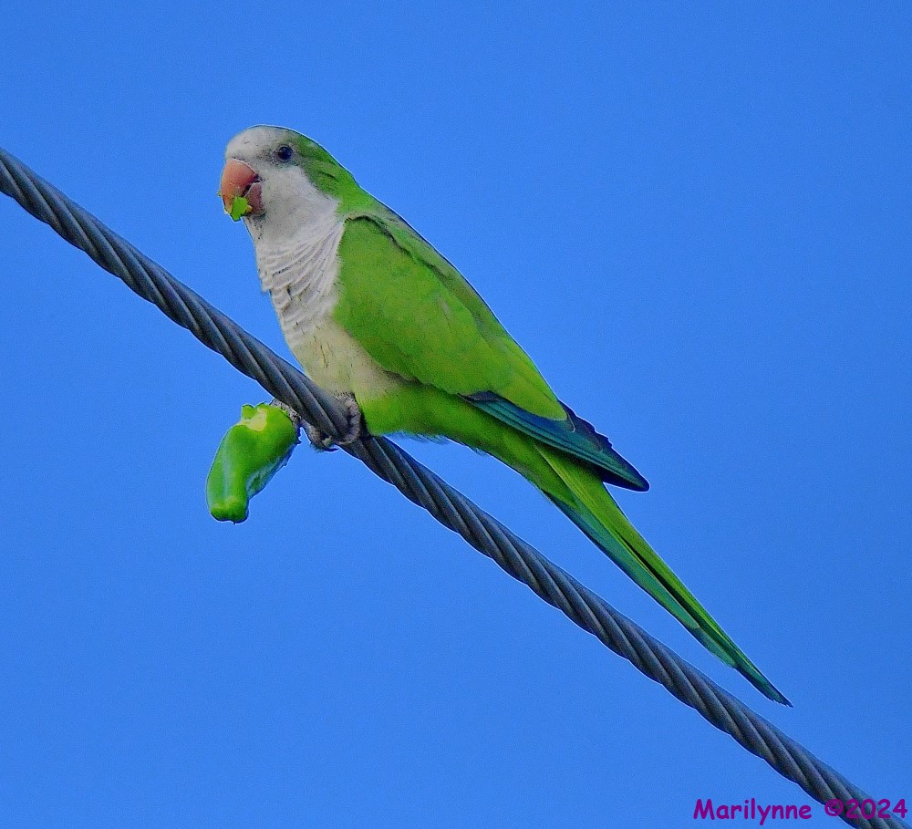 DSC_4272_001.JPG