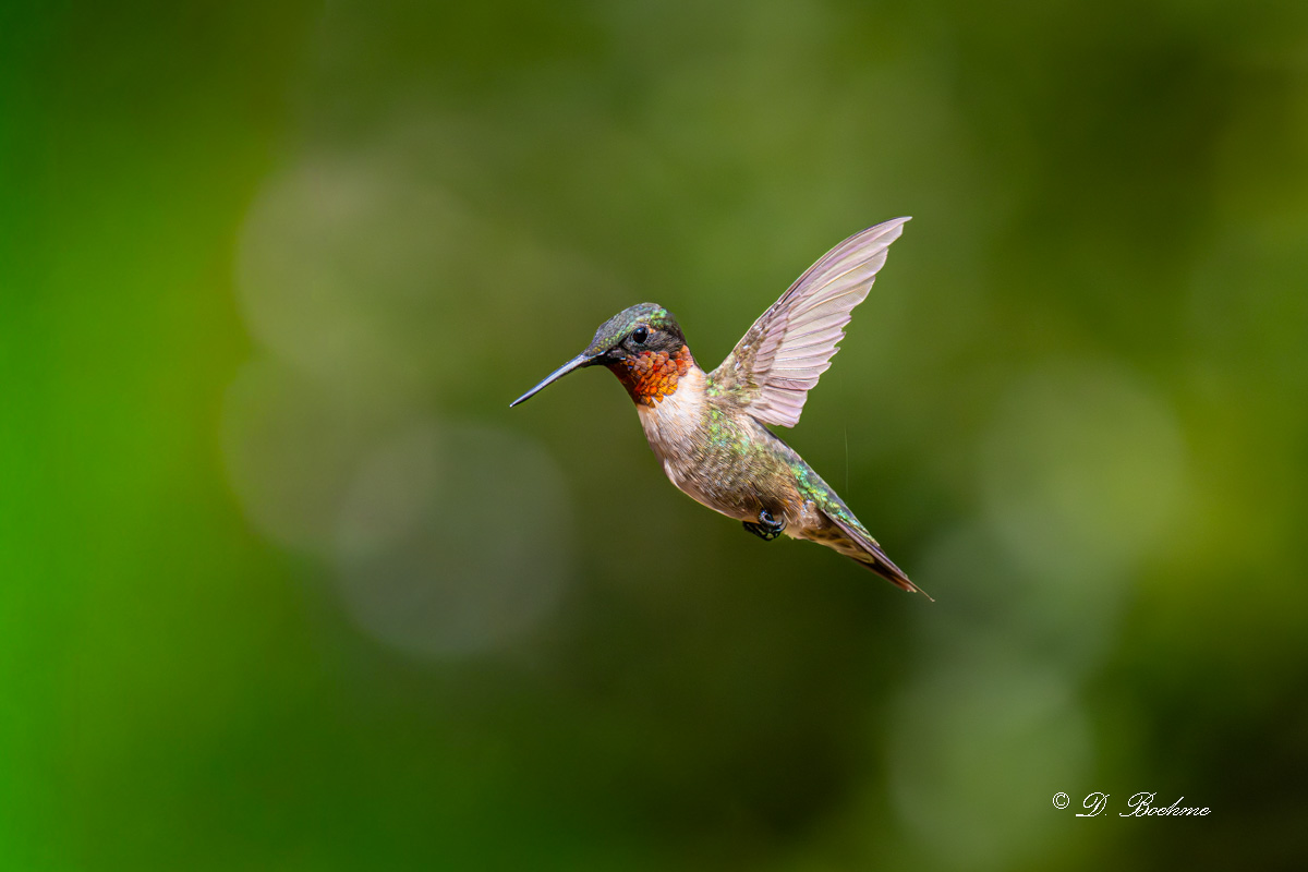 DSC_4273-2.jpg