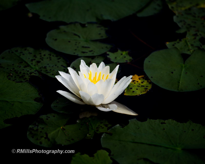 DSC_4275_6988-2.jpg