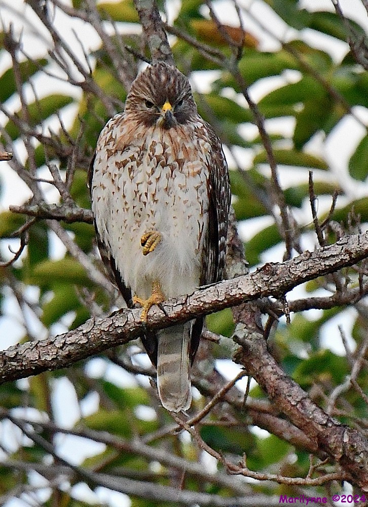 DSC_4277_001.JPG