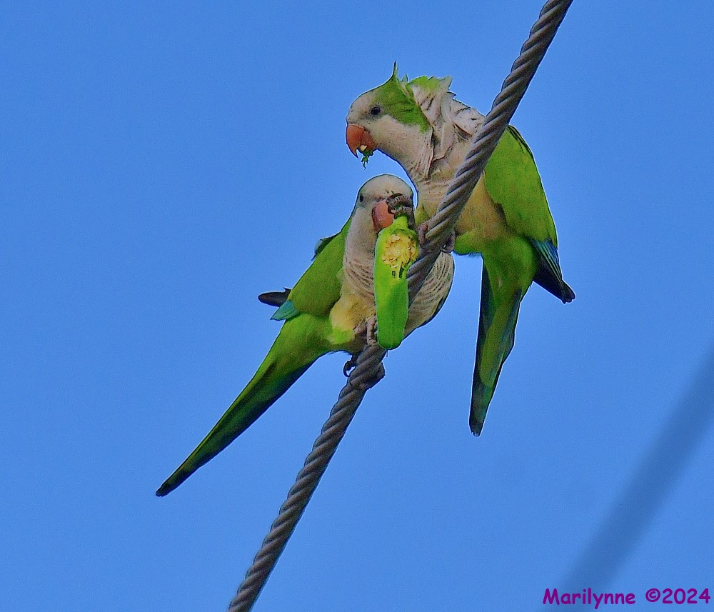 DSC_4278_001.JPG