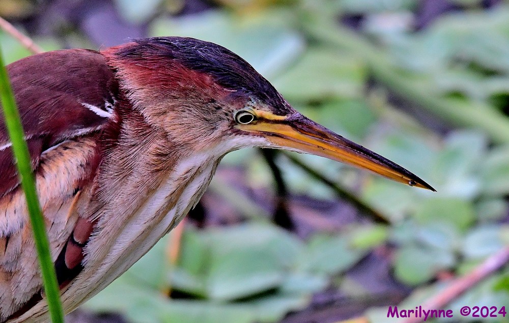 DSC_4281_001.JPG
