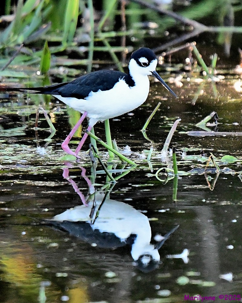 DSC_4282_001.JPG
